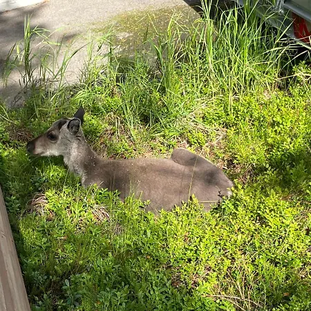 Villariutta Ruka - Hissiliput 2kpl Dağ evi Kuusamo