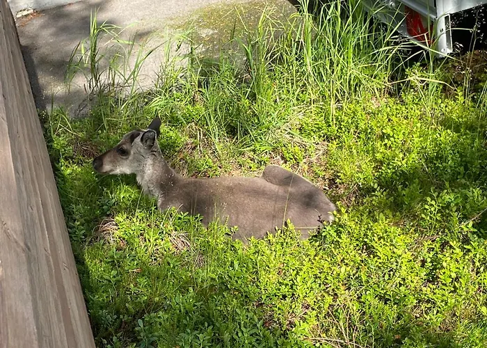 Villariutta Ruka - Hissiliput 2kpl Chalet Kuusamo